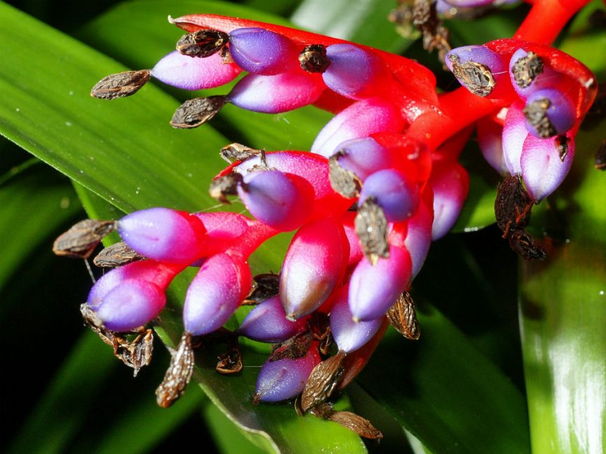 Aechmea weilbachii