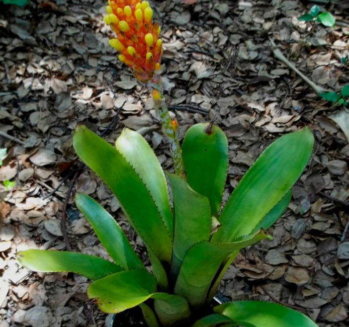 Aechmea comata