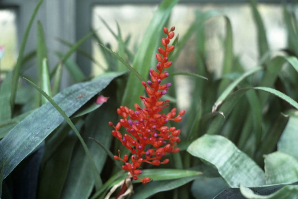 Aechmea miniata