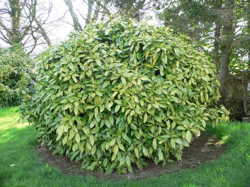 Una especie de aucuba para cultivar en el jardín.