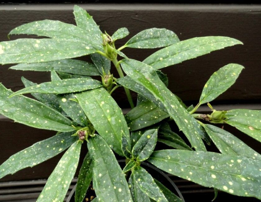 Aucuba del Himalaya (A.Himalaica)