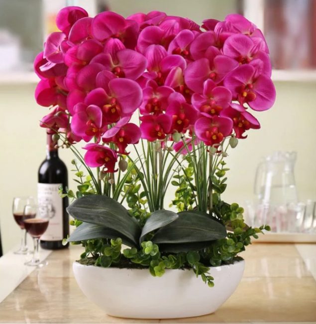 llavor d'orquídia
