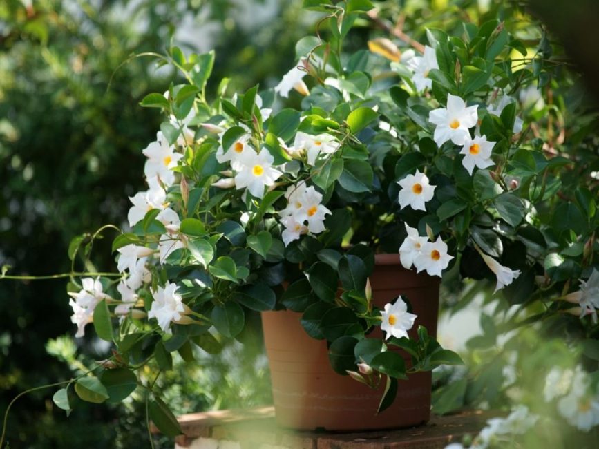 Bellesa sud-americana tot en flor