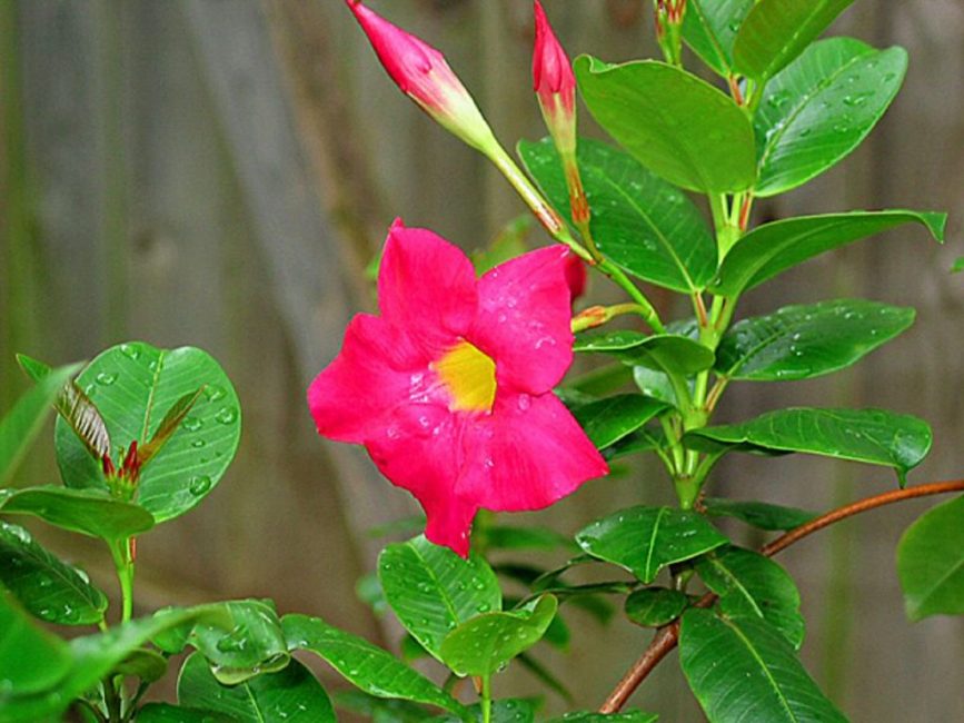 Dipladenia sanderi