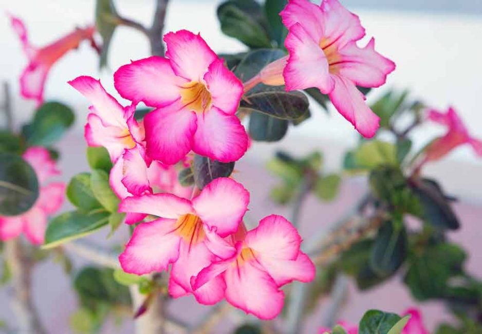 La floració abundant depèn de la cura adequada