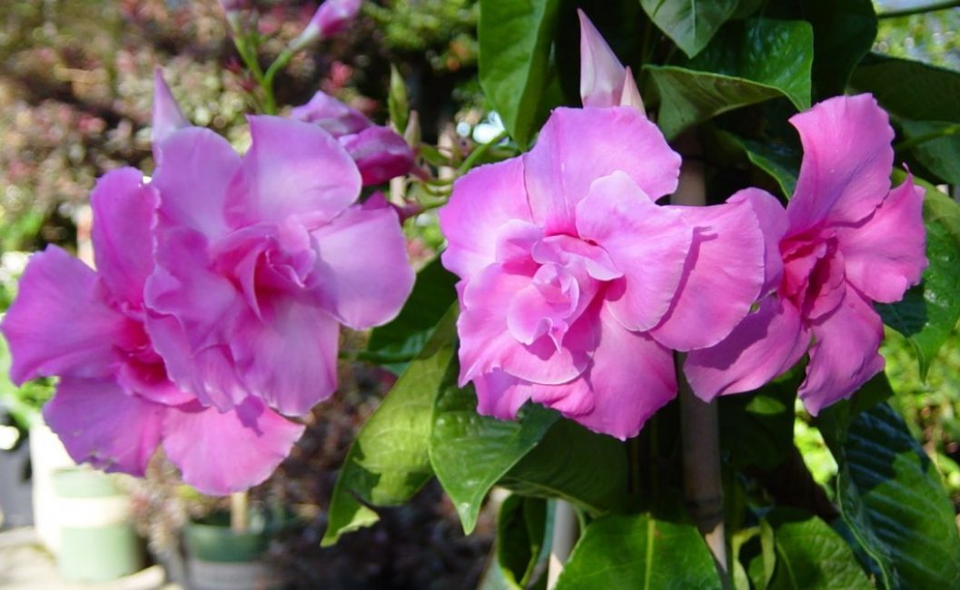 Varietat amb flors roses riques