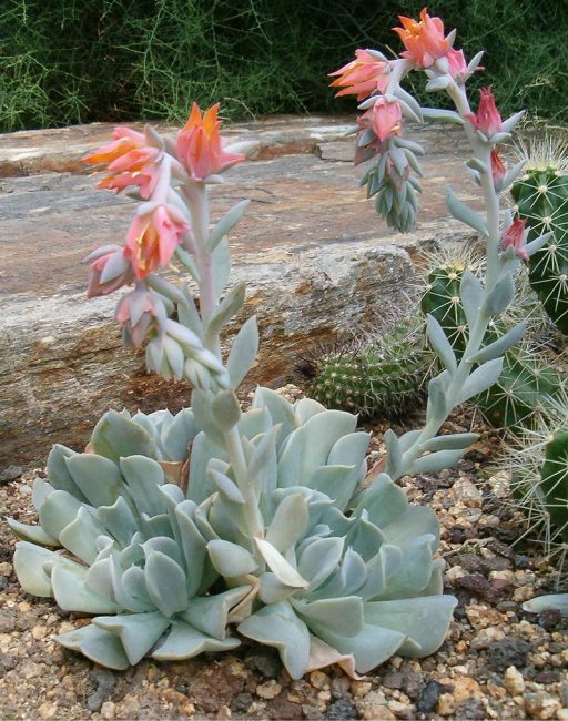 Echeveria - en växt som liknar unga