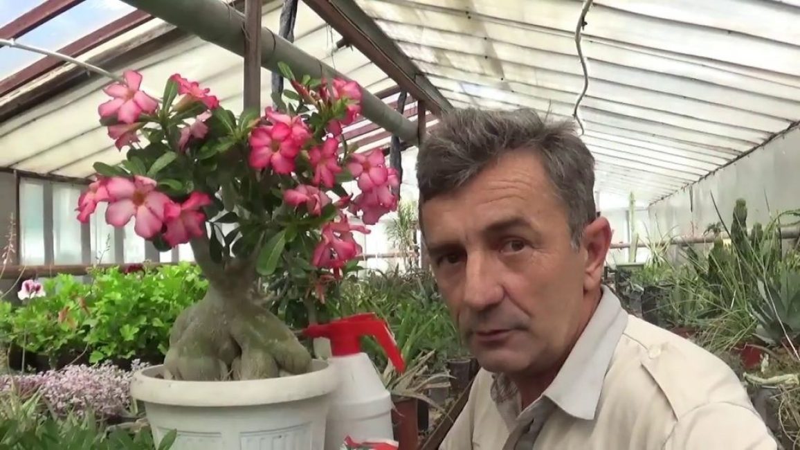 адениум