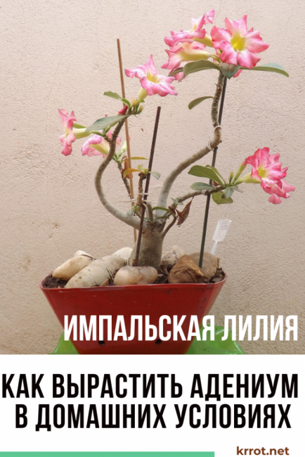 Адениум у дома