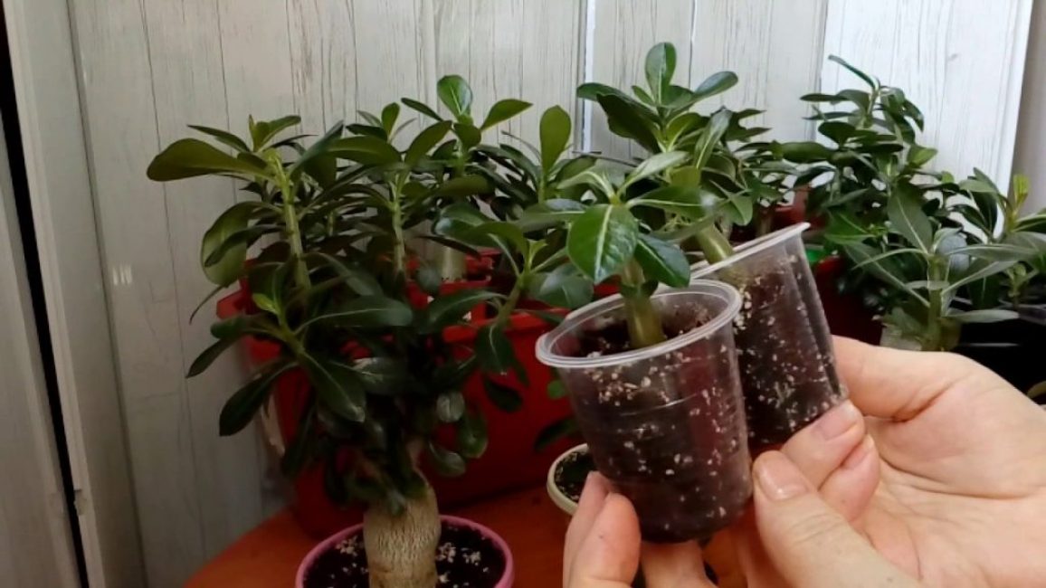 Adenium домашни грижи