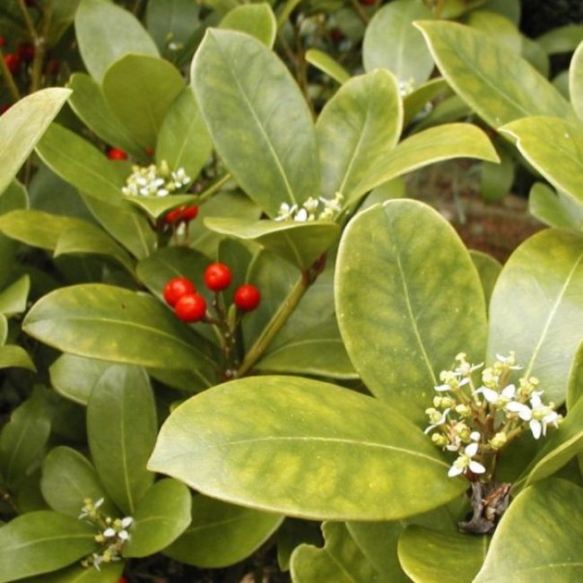 flor de aucuba