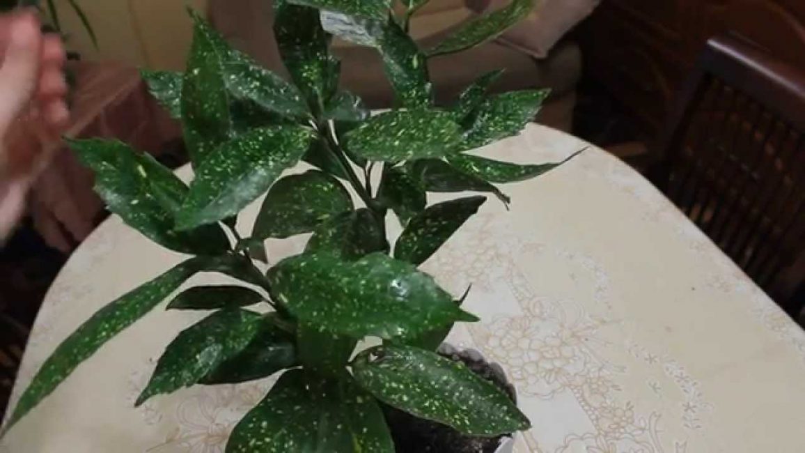 aucuba japonesa