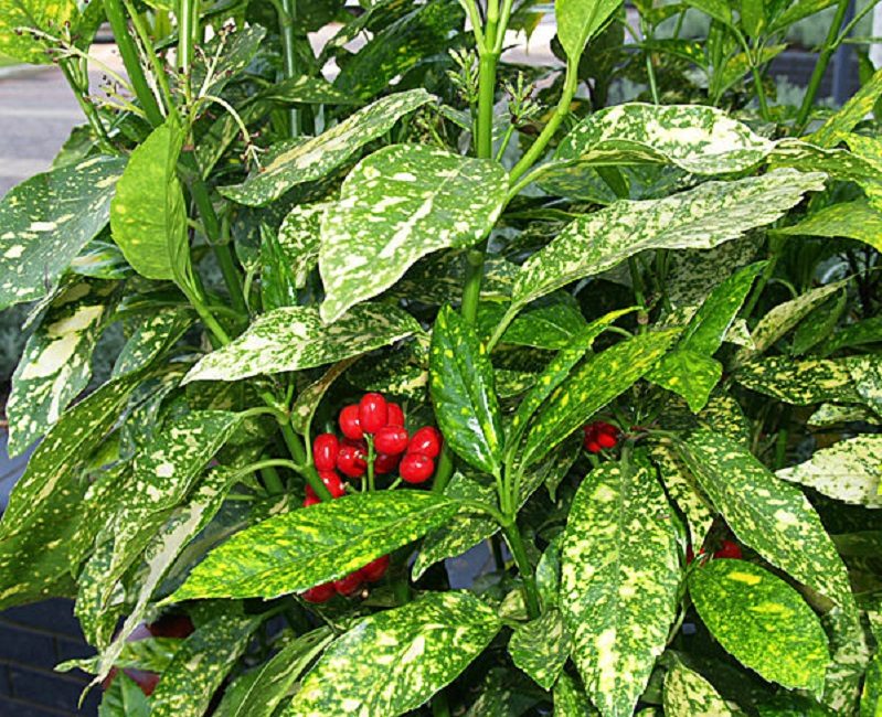 Aukuba Japonés (A. Japónica)