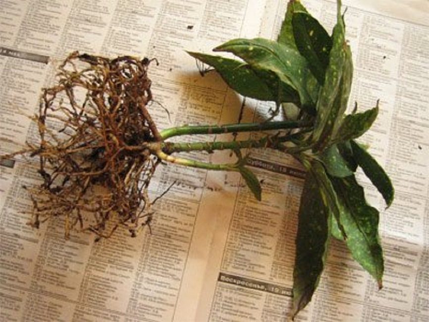 Aucuba: trasplante