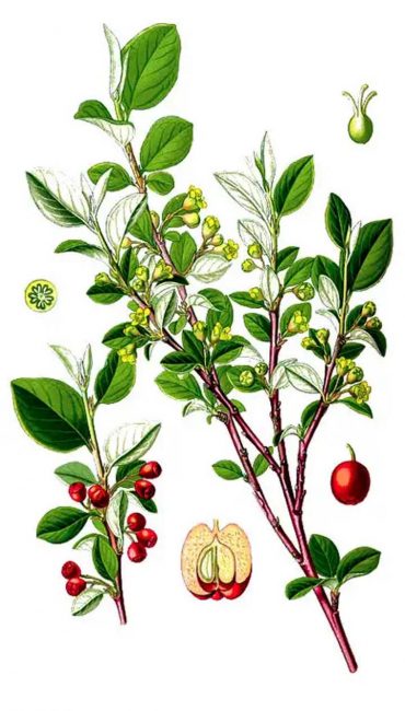 Aucuba