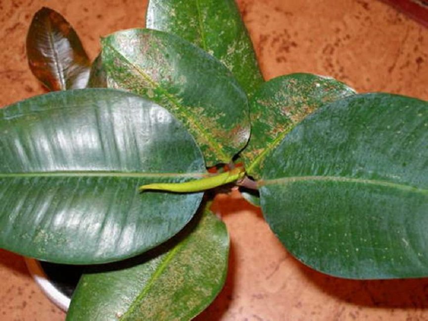 malaltia del ficus
