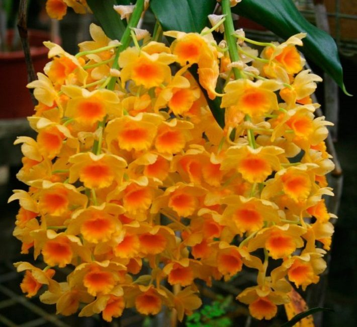 Dendrobium densiflorum