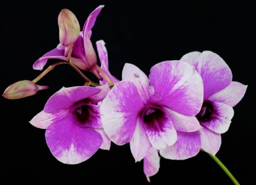 Dendrobium phalaenopsis