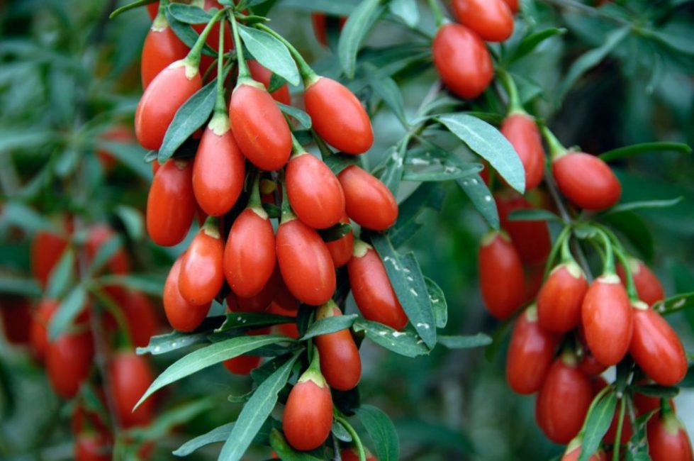 Dereza vulgaris