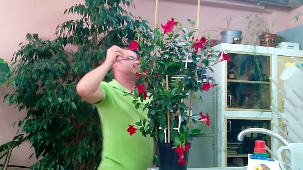 Dipladenia (Mandevilla) - atenció domiciliària