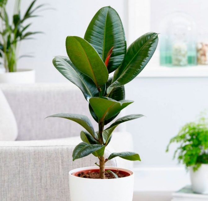 Ficus de goma
