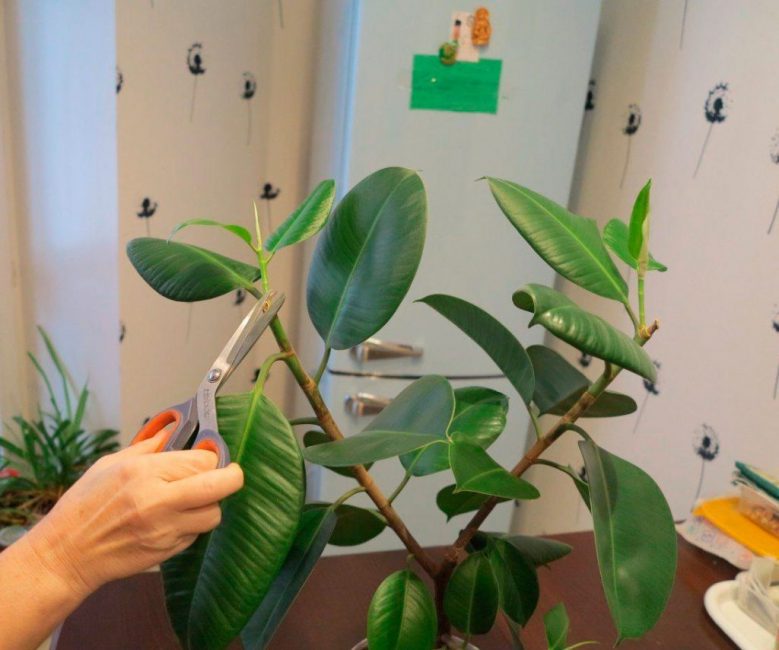 Cura del cautxú Ficus a casa