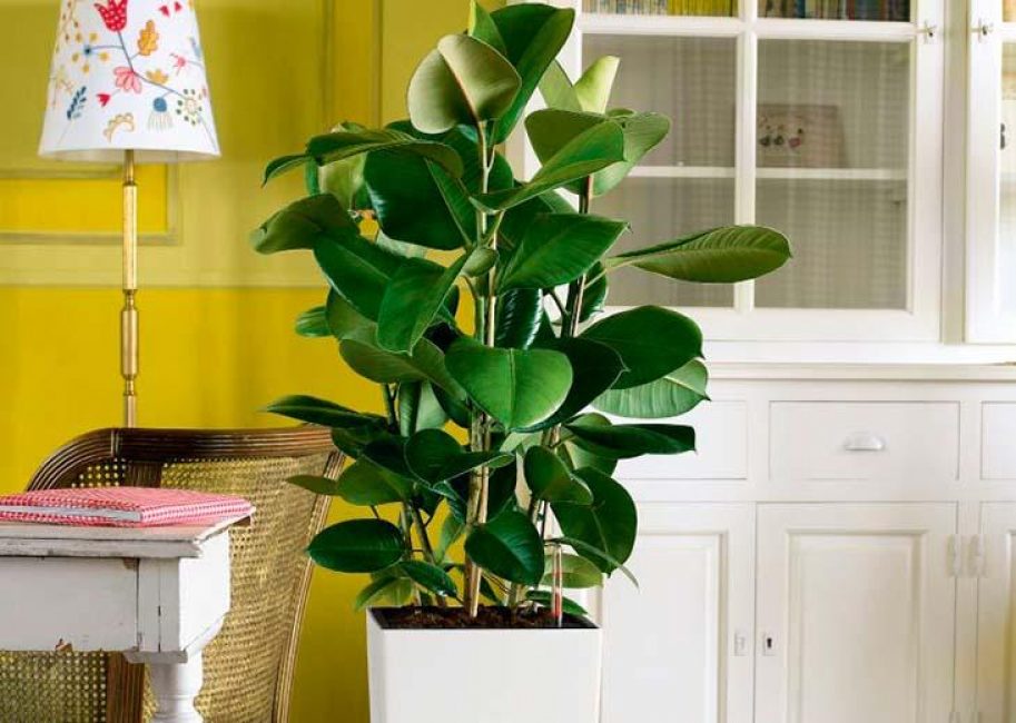Ficus de goma