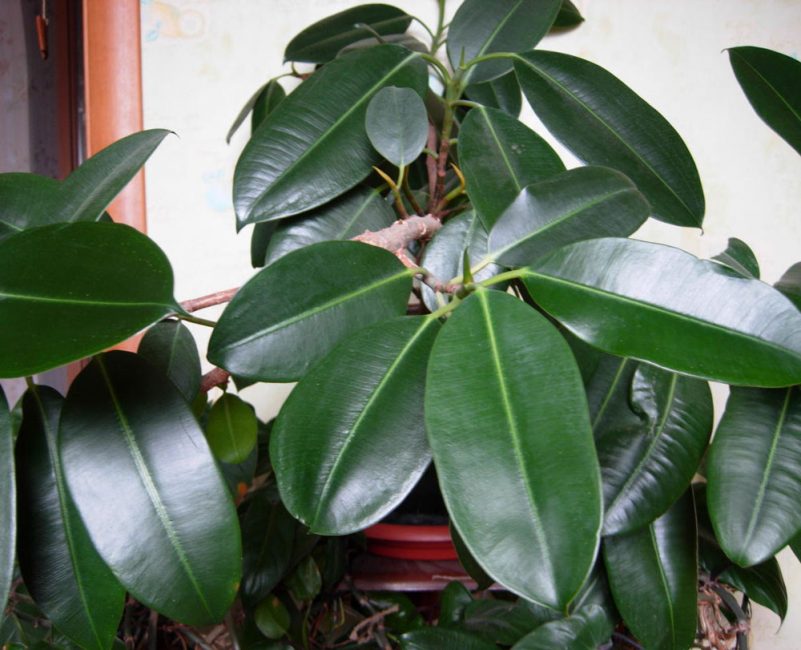 Ficus de goma