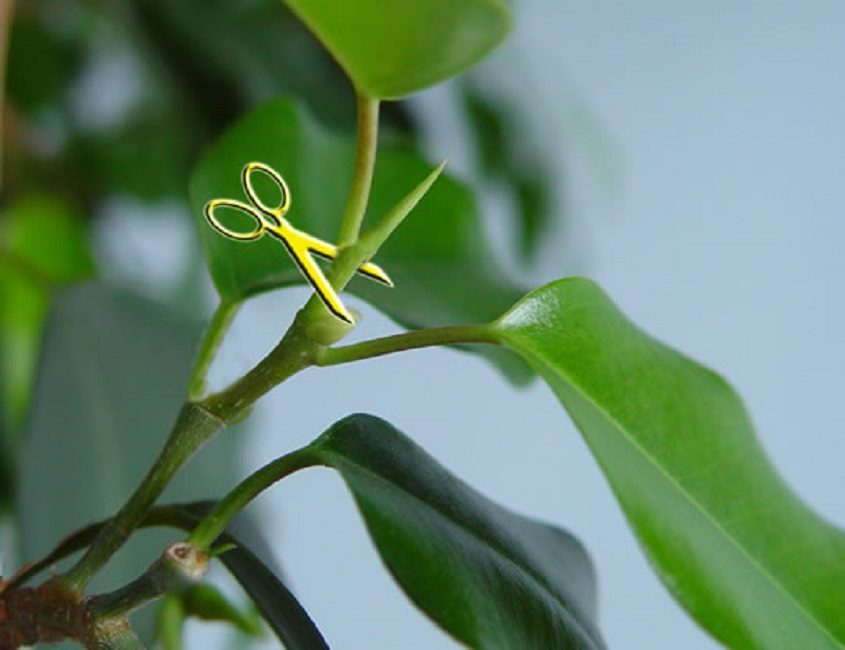 Formació de corona de goma de ficus