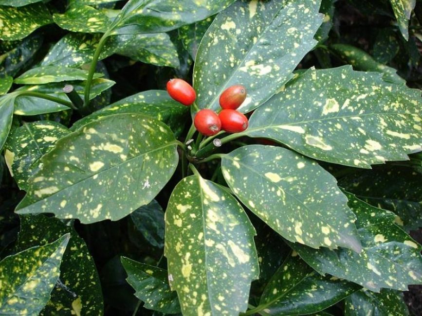 Foto: Aucuba