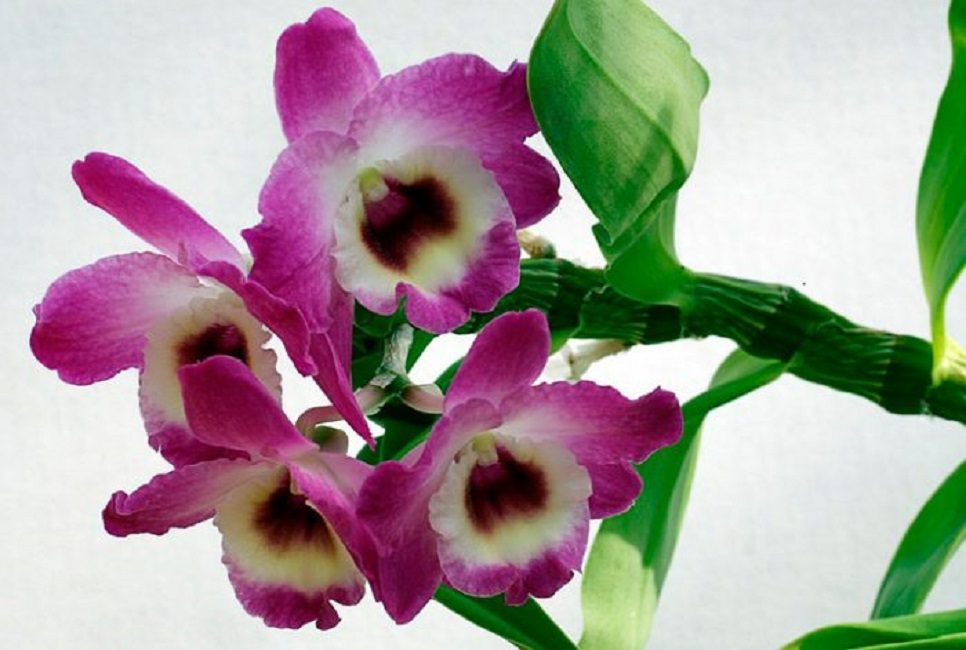 Снимка: Dendrobium nobile
