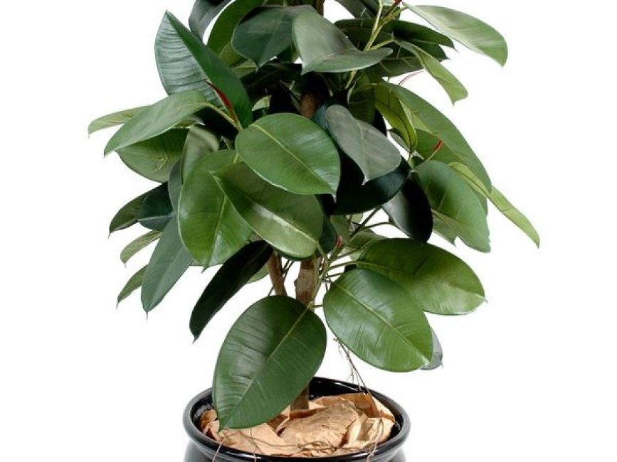 Foto: Robusta