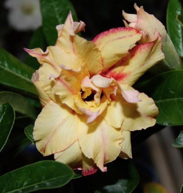 Снимка: adenium Golden Years