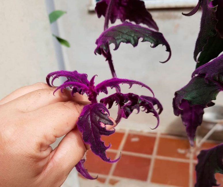 Ginura a la casa