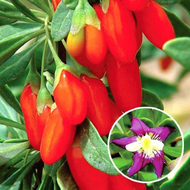 Gigante de azúcar Goji