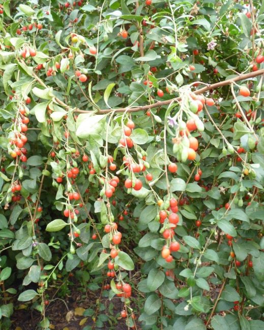 Goji Variedad Lhasa