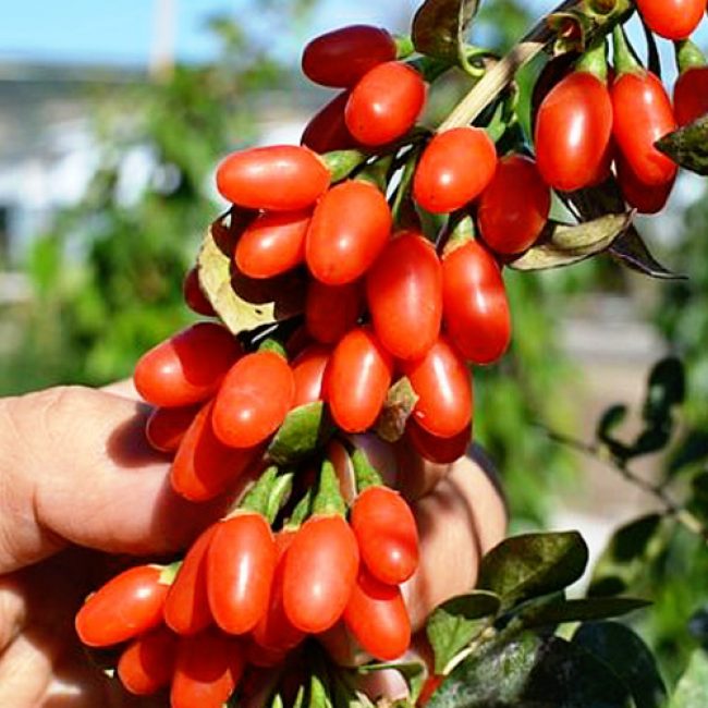 superfruta goji