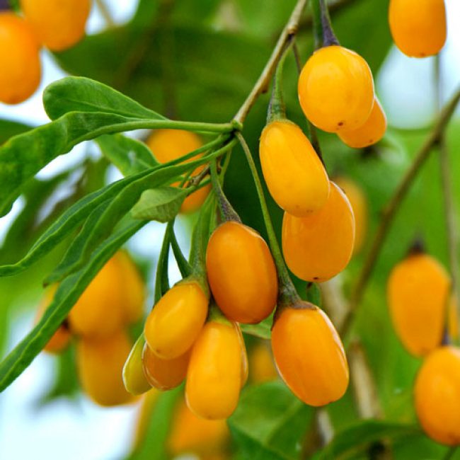 Ámbar dulce de Goji