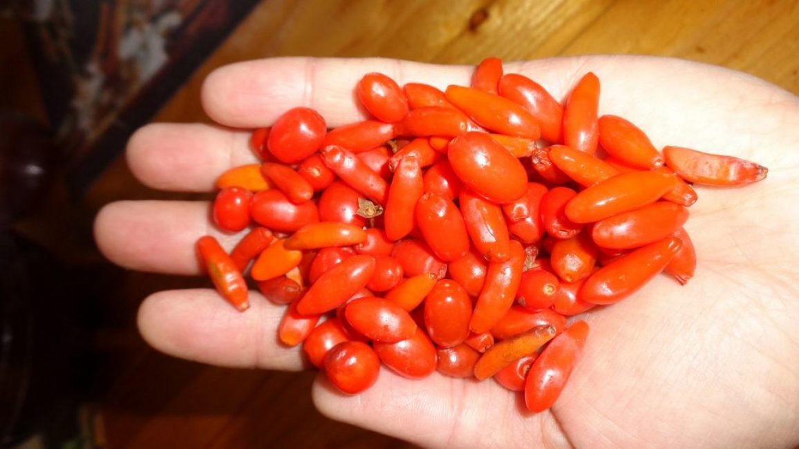 goji tibetano