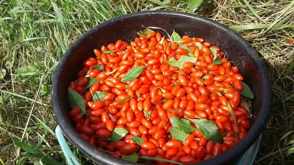 recolección de bayas de goji
