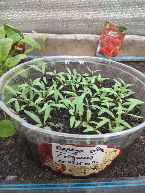 Goji: cultivo a partir de semillas en casa