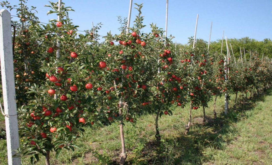 manzanos enanos