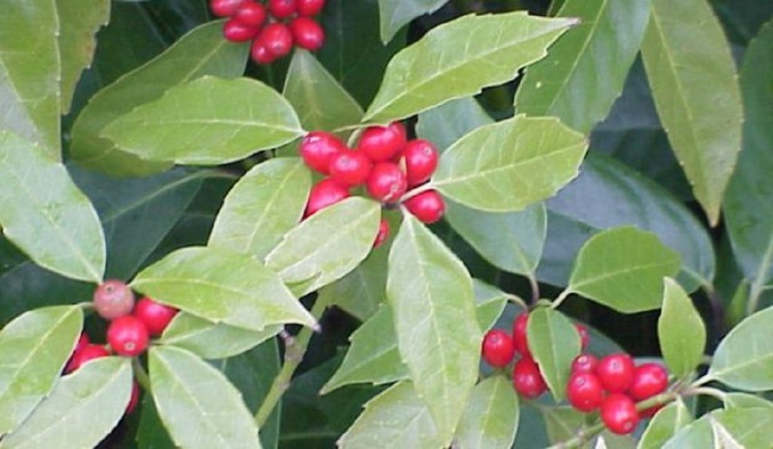 Bayas rojas en una planta