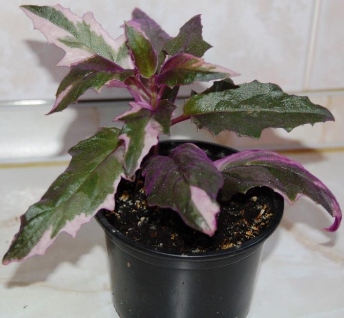 La bellesa de les fulles de color rosa pàl·lid de guiura abigarrada atrau l'ull