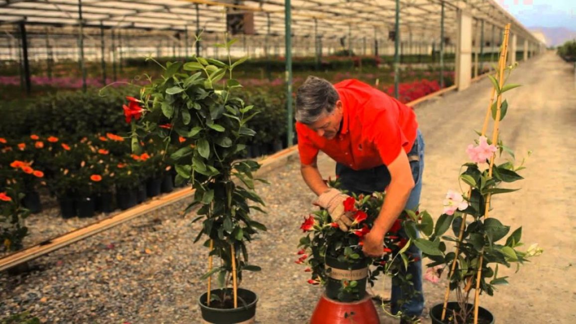 Mandevilla (Diplosió)