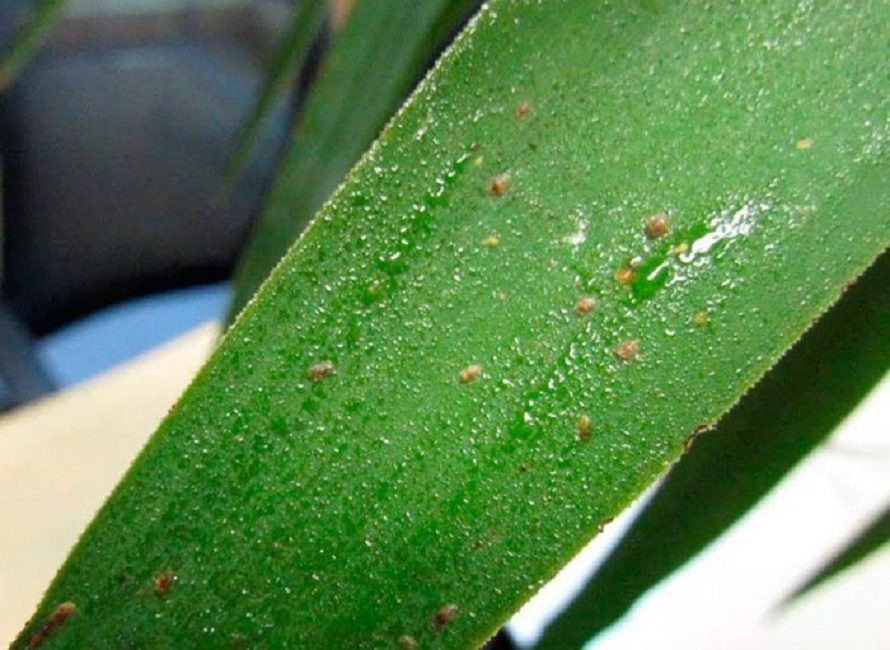 Petits paràsits en una closca protectora