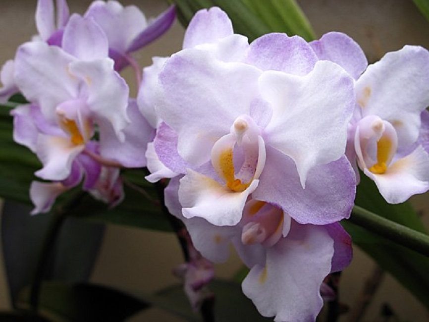 Híbrid intergenèric: Sakura de Doritaenopsis Liu 'KF#2'