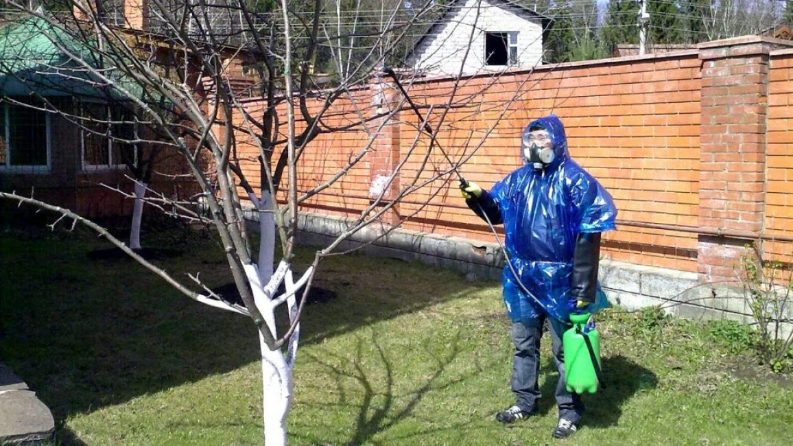 Omenapuiden hoito taudeilta ja tuholaisilta syksyllä