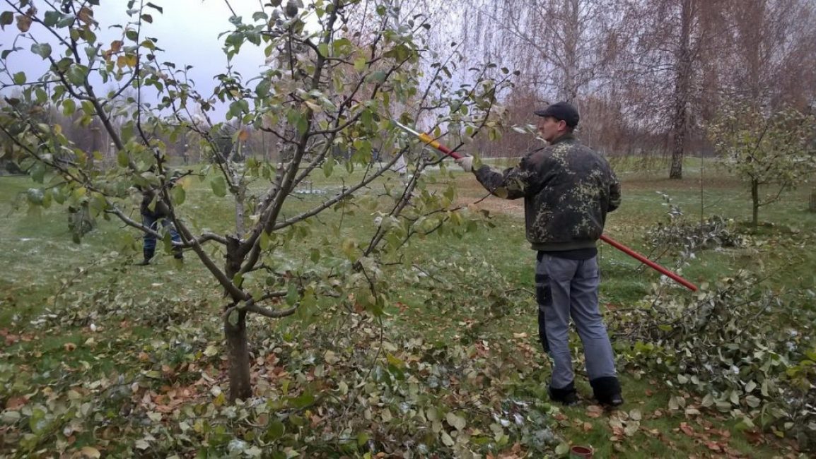 Poda de manzanos enanos en otoño