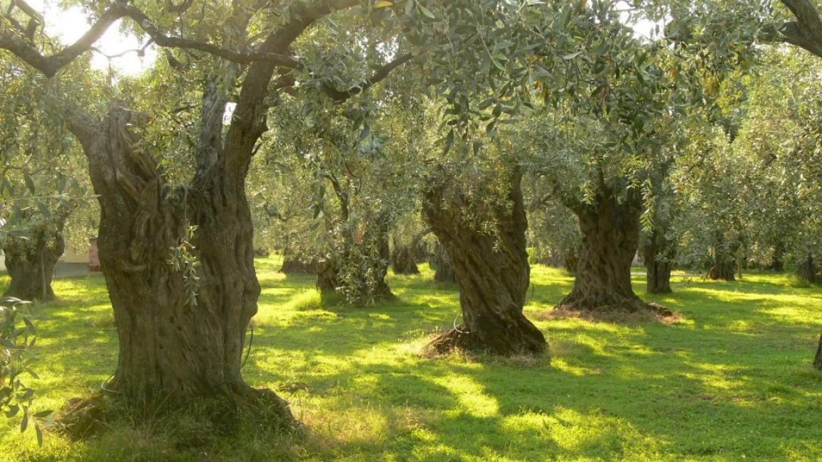 oliivipuita